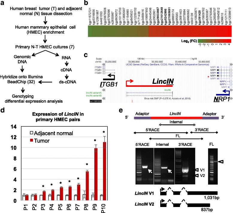 https://cdn.ncbi.nlm.nih.gov/pmc/blobs/e7d8/5450112/0737031f319f/13058_2017_853_Fig1_HTML.jpg
