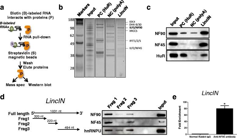 https://cdn.ncbi.nlm.nih.gov/pmc/blobs/e7d8/5450112/4f5b8a493b3e/13058_2017_853_Fig4_HTML.jpg