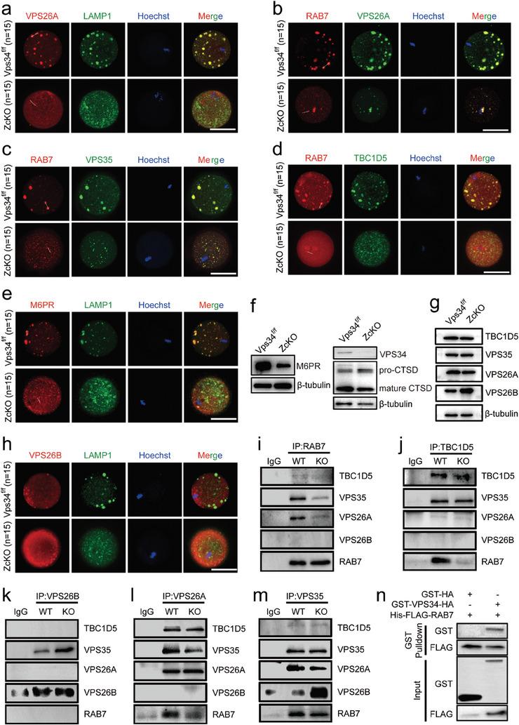https://cdn.ncbi.nlm.nih.gov/pmc/blobs/e7d9/11538714/b6e59c41e695/ADVS-11-2308823-g007.jpg