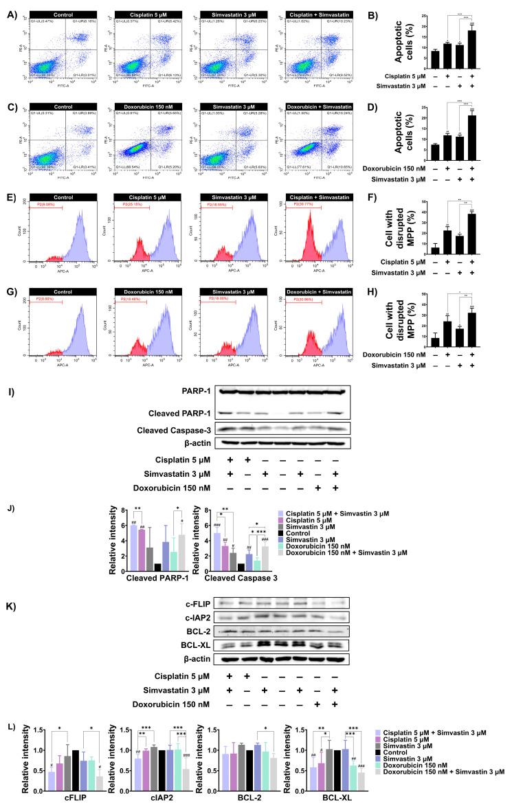 https://cdn.ncbi.nlm.nih.gov/pmc/blobs/e7e1/12249065/36e7528d1e9f/cells-14-00993-g004.jpg