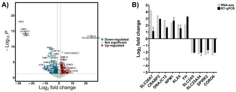 https://cdn.ncbi.nlm.nih.gov/pmc/blobs/e7e1/12249065/75d9e8545140/cells-14-00993-g001.jpg