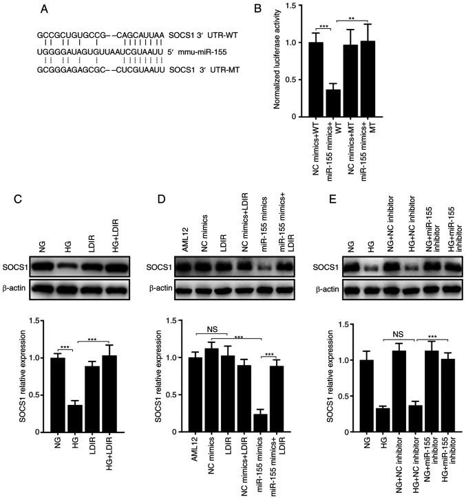 https://cdn.ncbi.nlm.nih.gov/pmc/blobs/e7e4/10433713/0806cea5a377/mmr-28-03-13058-g02.jpg