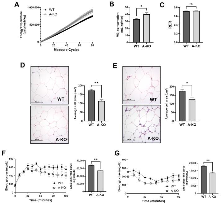 https://cdn.ncbi.nlm.nih.gov/pmc/blobs/e7e4/9454798/8476253f03c4/cells-11-02698-g004.jpg