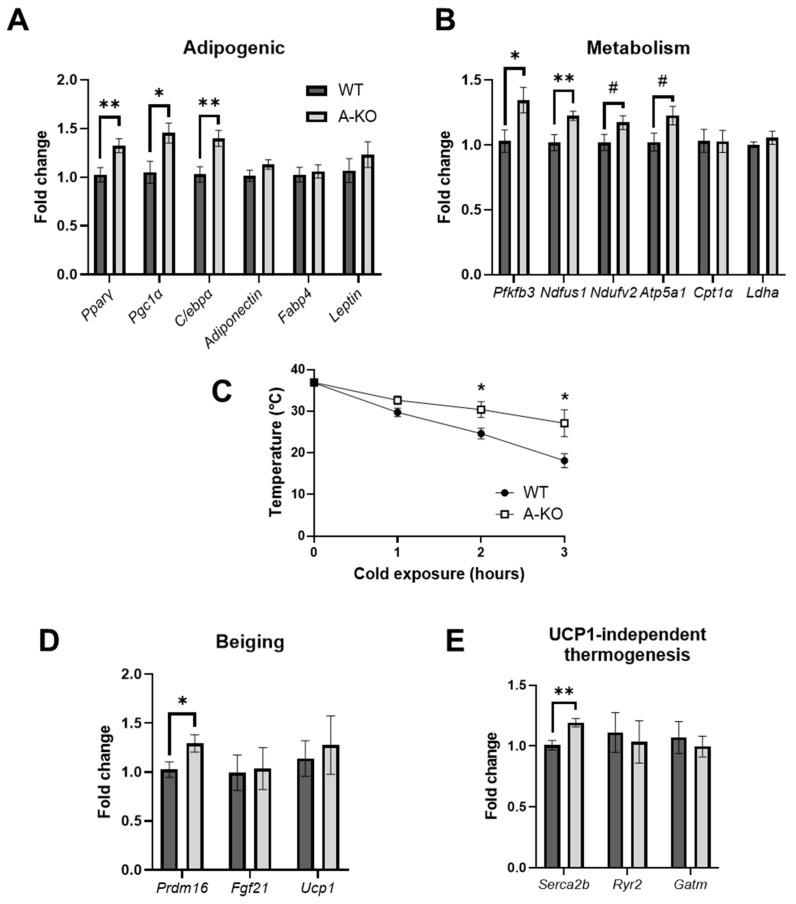 https://cdn.ncbi.nlm.nih.gov/pmc/blobs/e7e4/9454798/e8ffb02a8898/cells-11-02698-g005.jpg
