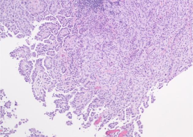 https://cdn.ncbi.nlm.nih.gov/pmc/blobs/e7e5/6396791/9877525ba070/gr-12-048-g002.jpg