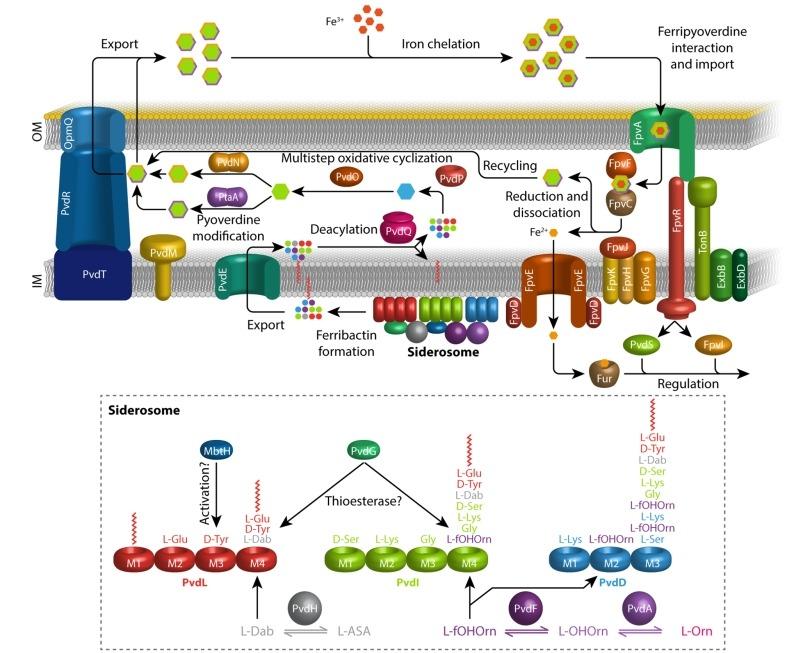 https://cdn.ncbi.nlm.nih.gov/pmc/blobs/e7eb/6206403/a3c1974d90ee/mic-05-424-g01.jpg