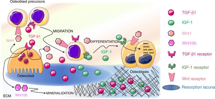 https://cdn.ncbi.nlm.nih.gov/pmc/blobs/e7ed/9293977/09886b77b855/41413_2022_219_Fig4_HTML.jpg