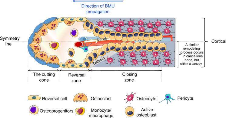 https://cdn.ncbi.nlm.nih.gov/pmc/blobs/e7ed/9293977/0e0ed9e7c5f6/41413_2022_219_Fig1_HTML.jpg
