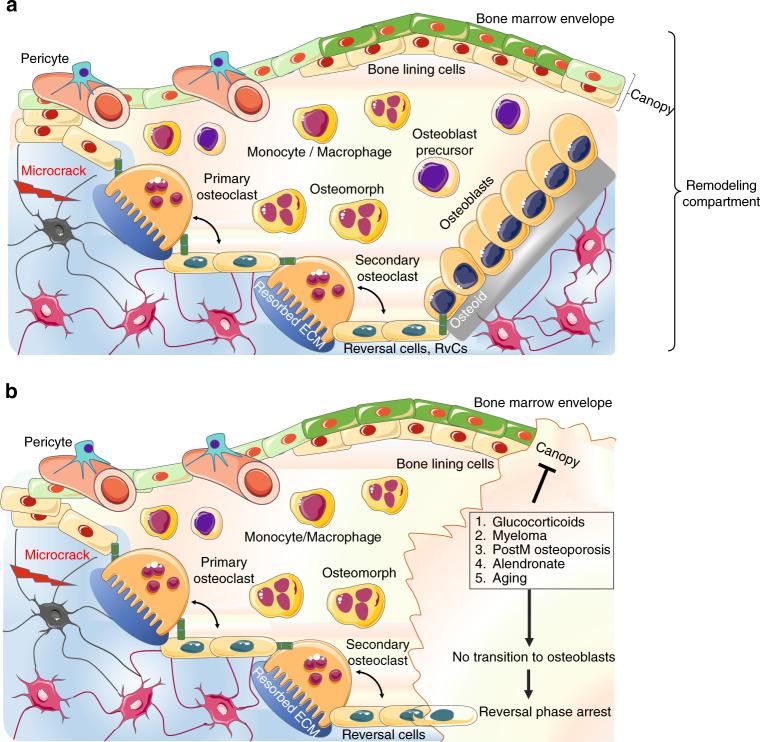 https://cdn.ncbi.nlm.nih.gov/pmc/blobs/e7ed/9293977/56d87f5cff06/41413_2022_219_Fig3_HTML.jpg