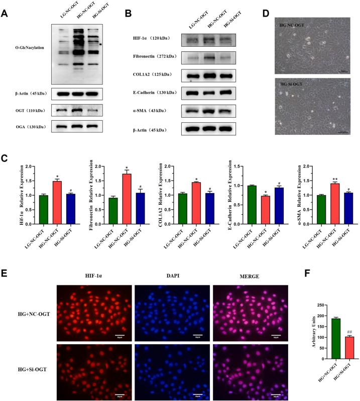 https://cdn.ncbi.nlm.nih.gov/pmc/blobs/e7f4/10746441/8d4a6ae9ef91/gr4.jpg