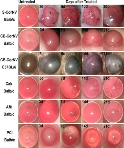 https://cdn.ncbi.nlm.nih.gov/pmc/blobs/e7f5/2893048/a024b5b58b5b/mv-v16-1076-f1.jpg