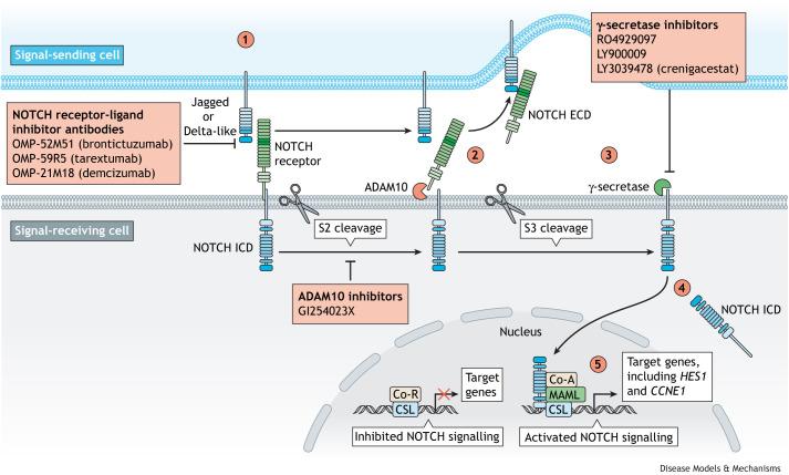 https://cdn.ncbi.nlm.nih.gov/pmc/blobs/e7f7/10461466/15e693540472/dmm-16-050231-g1.jpg