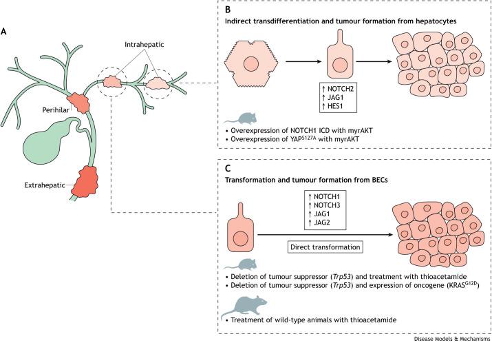 https://cdn.ncbi.nlm.nih.gov/pmc/blobs/e7f7/10461466/6010ca83d3b8/dmm-16-050231-g4.jpg