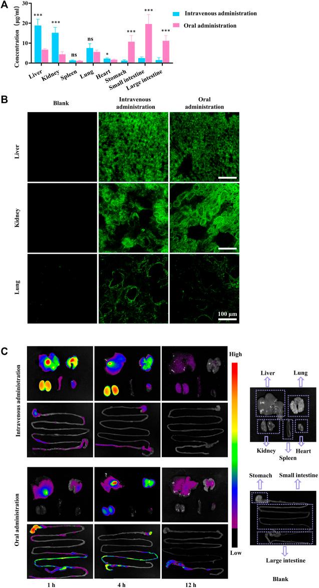 https://cdn.ncbi.nlm.nih.gov/pmc/blobs/e7fb/11294697/dc4661a2ac09/fphar-15-1431221-g004.jpg