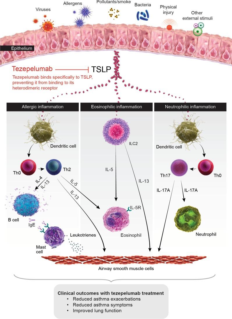 https://cdn.ncbi.nlm.nih.gov/pmc/blobs/e7fc/7579978/45b3195081f7/12931_2020_1541_Fig1_HTML.jpg
