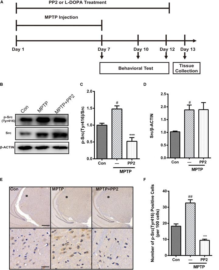 https://cdn.ncbi.nlm.nih.gov/pmc/blobs/e7fd/7040487/8a50c9b12229/fnins-14-00045-g004.jpg