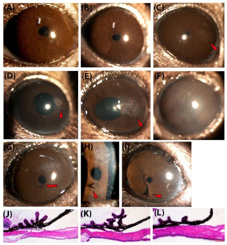https://cdn.ncbi.nlm.nih.gov/pmc/blobs/e7ff/8945683/f6bd7f5c18d8/biomedicines-10-00516-g001.jpg