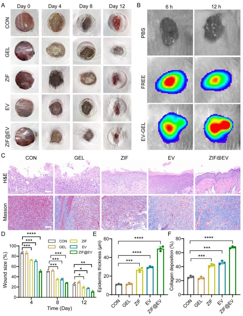 https://cdn.ncbi.nlm.nih.gov/pmc/blobs/e801/11642447/d94ba678741f/ijms-25-13093-g004.jpg