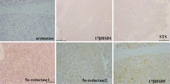 https://cdn.ncbi.nlm.nih.gov/pmc/blobs/e801/5173498/679c116ff3a6/1349-7235-55-3301-g003.jpg