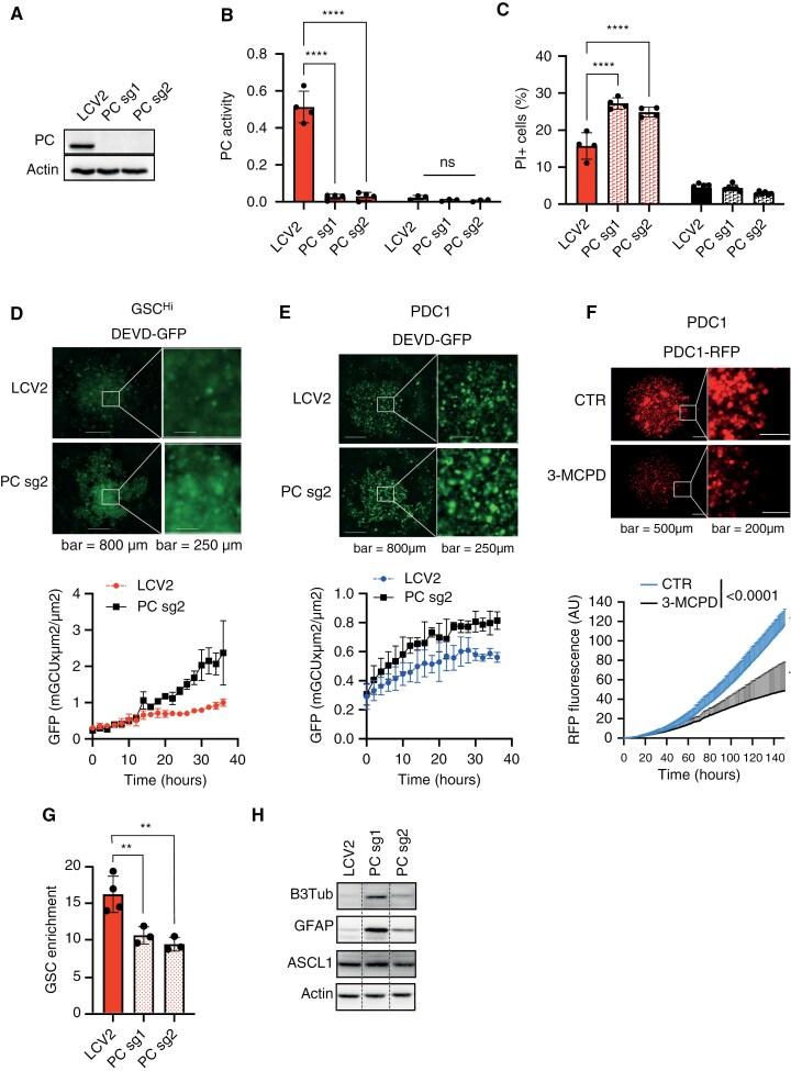 https://cdn.ncbi.nlm.nih.gov/pmc/blobs/e803/11376449/6b4720008d21/noae106_fig4.jpg