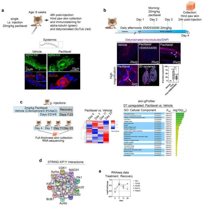 https://cdn.ncbi.nlm.nih.gov/pmc/blobs/e803/12393485/5792ca364de3/nihpp-rs5470731v1-f0006.jpg