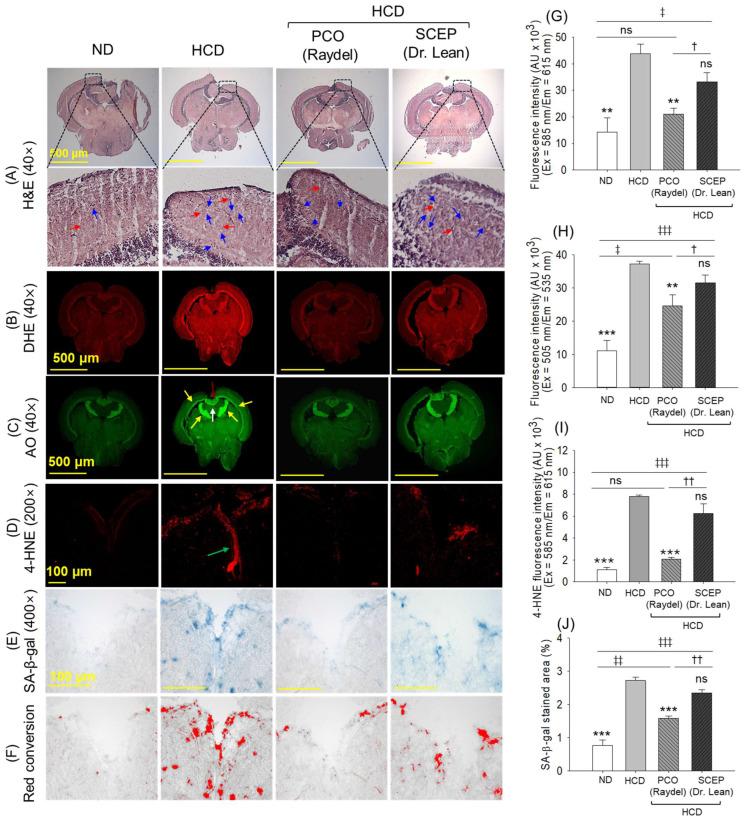 https://cdn.ncbi.nlm.nih.gov/pmc/blobs/e809/12109632/35bbc805b19f/cimb-47-00354-g009.jpg
