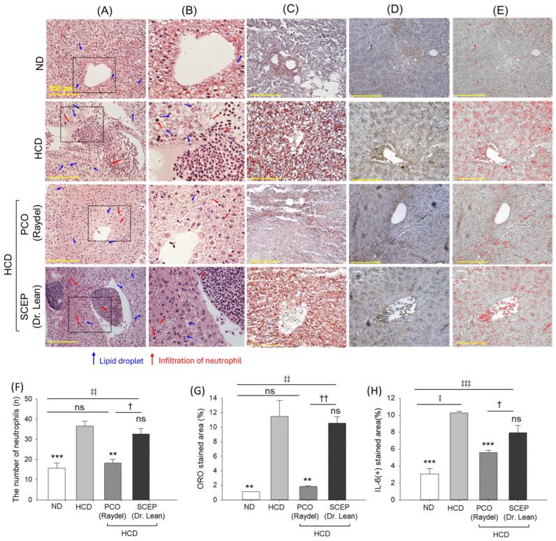 https://cdn.ncbi.nlm.nih.gov/pmc/blobs/e809/12109632/6919ece2432a/cimb-47-00354-g006.jpg