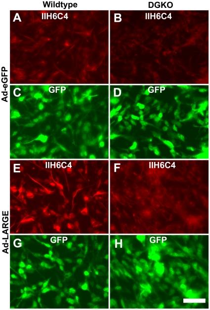 https://cdn.ncbi.nlm.nih.gov/pmc/blobs/e80b/3080415/99232f3b8796/pone.0019080.g004.jpg
