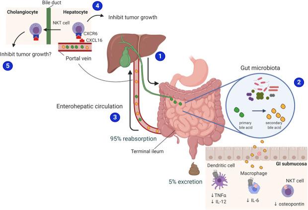 https://cdn.ncbi.nlm.nih.gov/pmc/blobs/e80b/8345922/d74108b8139e/ct9-12-e00292-g005.jpg