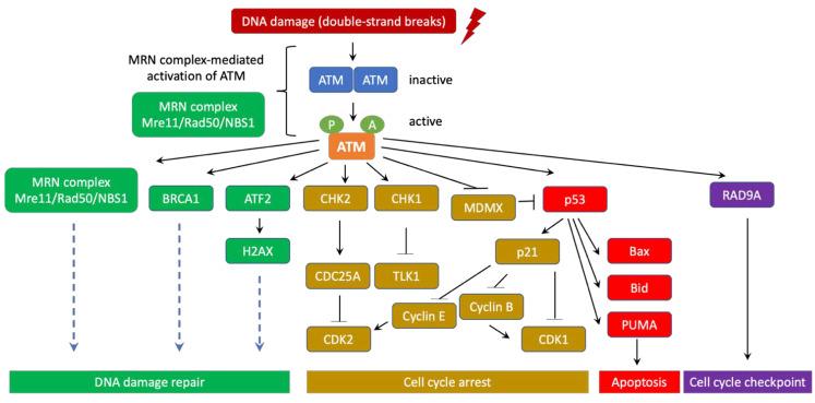 https://cdn.ncbi.nlm.nih.gov/pmc/blobs/e80e/8228802/4f8e568b971c/genes-12-00845-g002.jpg