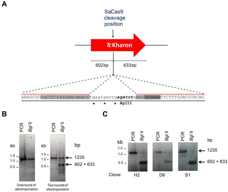 https://cdn.ncbi.nlm.nih.gov/pmc/blobs/e810/12030701/270a585ac3c2/pathogens-14-00312-g003.jpg