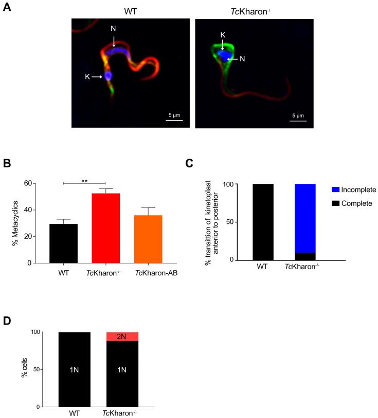 https://cdn.ncbi.nlm.nih.gov/pmc/blobs/e810/12030701/8da33d9a01fe/pathogens-14-00312-g007.jpg