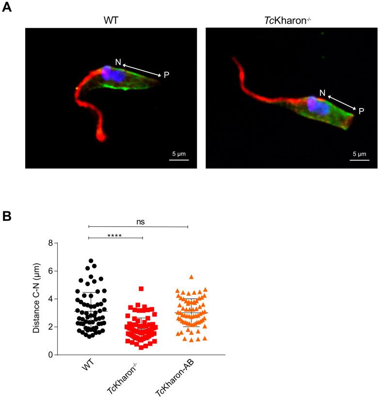 https://cdn.ncbi.nlm.nih.gov/pmc/blobs/e810/12030701/a088e1748926/pathogens-14-00312-g006.jpg