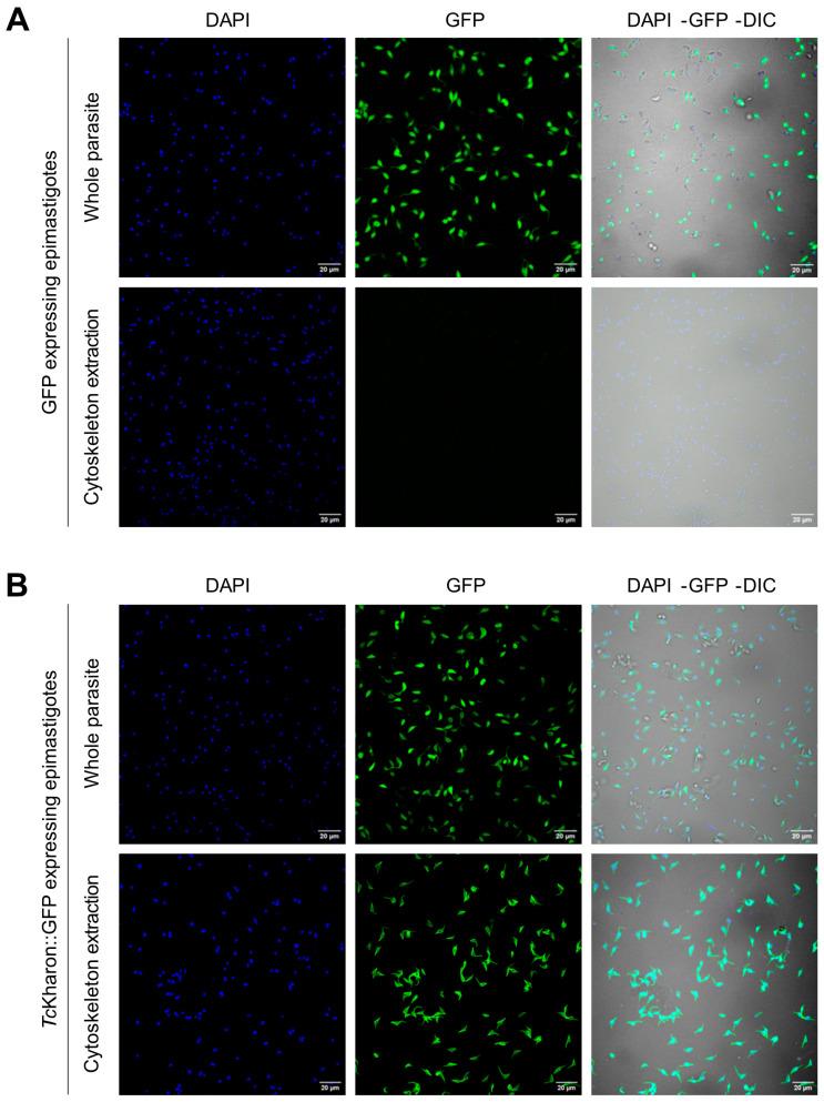 https://cdn.ncbi.nlm.nih.gov/pmc/blobs/e810/12030701/e315a495c00c/pathogens-14-00312-g002.jpg