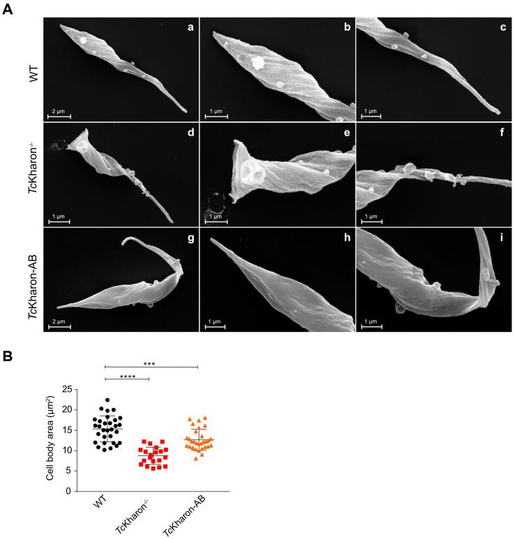 https://cdn.ncbi.nlm.nih.gov/pmc/blobs/e810/12030701/e50360f71552/pathogens-14-00312-g005.jpg