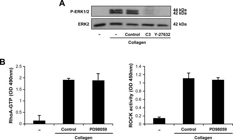 https://cdn.ncbi.nlm.nih.gov/pmc/blobs/e813/5216699/306091b270a6/oncotarget-07-44975-g007.jpg