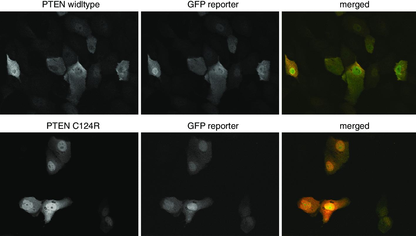 https://cdn.ncbi.nlm.nih.gov/pmc/blobs/e813/8056608/83c4c220f598/12859_2021_4117_Fig2_HTML.jpg