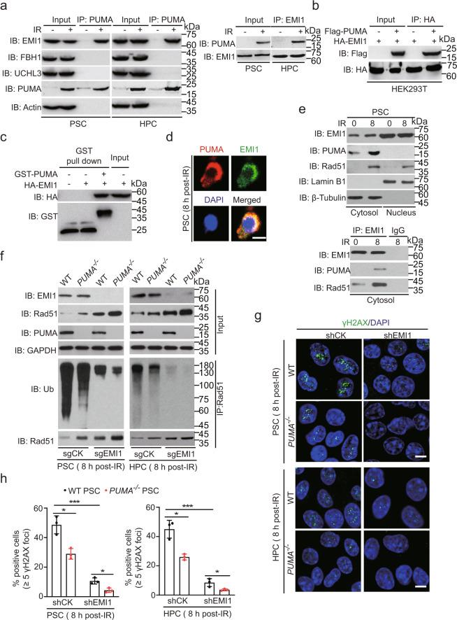 https://cdn.ncbi.nlm.nih.gov/pmc/blobs/e816/8009889/1cf79ee2eed4/41392_2021_510_Fig4_HTML.jpg