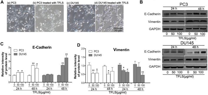 https://cdn.ncbi.nlm.nih.gov/pmc/blobs/e817/8495171/21a39448a51c/fphar-12-758219-g006.jpg