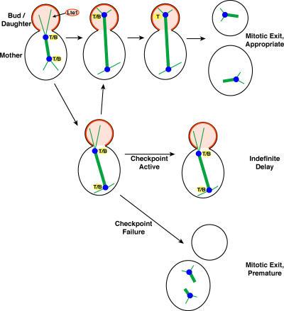 https://cdn.ncbi.nlm.nih.gov/pmc/blobs/e818/2063643/92d6ed94f073/jcb1720331f01.jpg