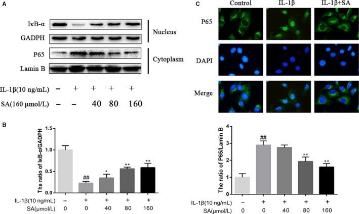 https://cdn.ncbi.nlm.nih.gov/pmc/blobs/e818/6378178/7ba5848777f6/JCMM-23-1940-g004.jpg