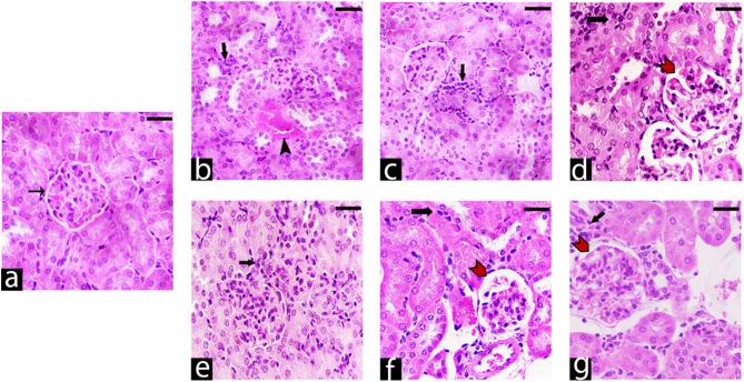 https://cdn.ncbi.nlm.nih.gov/pmc/blobs/e81b/12144138/82d2ebacb88a/41598_2025_4996_Fig7_HTML.jpg