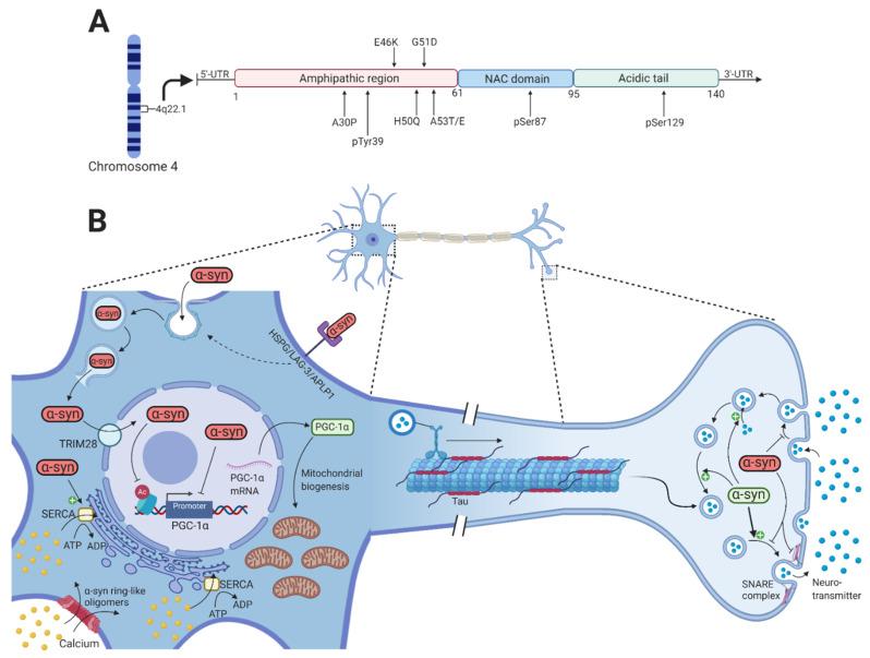 https://cdn.ncbi.nlm.nih.gov/pmc/blobs/e81b/7911026/39387ec09492/cells-10-00283-g001.jpg