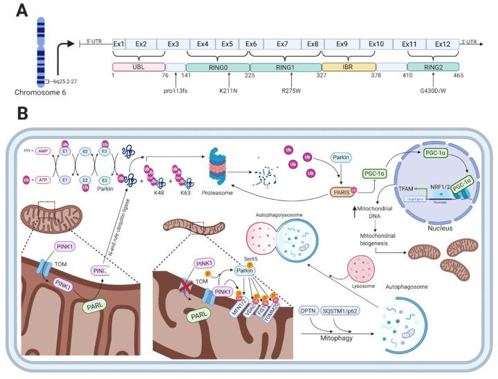 https://cdn.ncbi.nlm.nih.gov/pmc/blobs/e81b/7911026/6faf894f6490/cells-10-00283-g002.jpg