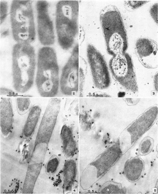 https://cdn.ncbi.nlm.nih.gov/pmc/blobs/e81c/278173/a78783f218e9/jbacter00455-0027-a.jpg