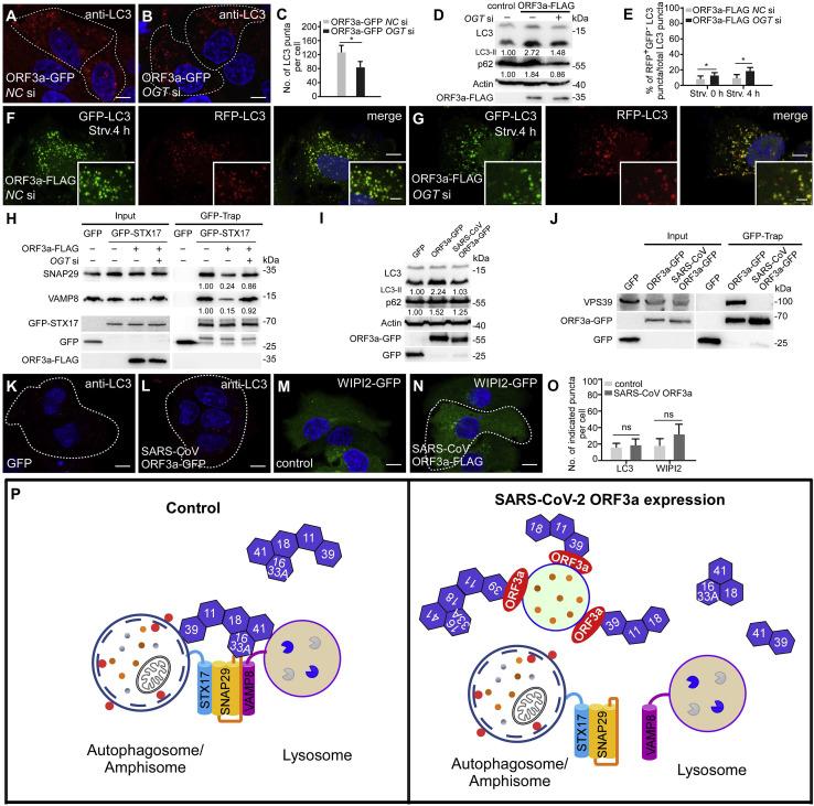 https://cdn.ncbi.nlm.nih.gov/pmc/blobs/e81d/7832235/e5bf0b72ae56/gr6_lrg.jpg