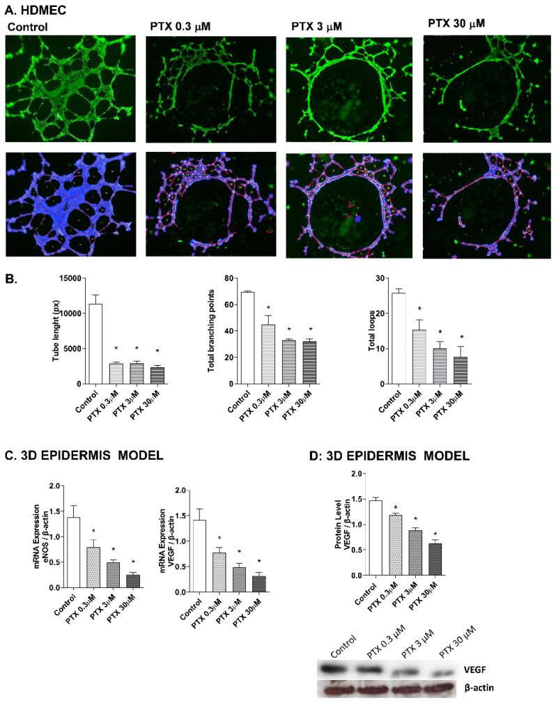 https://cdn.ncbi.nlm.nih.gov/pmc/blobs/e821/8834980/317537f9ab0f/ijms-23-01142-g005.jpg