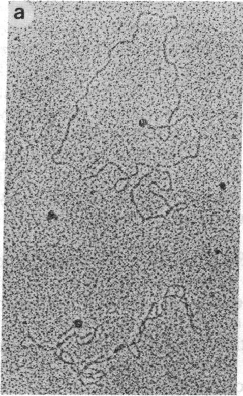 https://cdn.ncbi.nlm.nih.gov/pmc/blobs/e824/390449/d1763ff13f14/pnas00354-0124-a.jpg