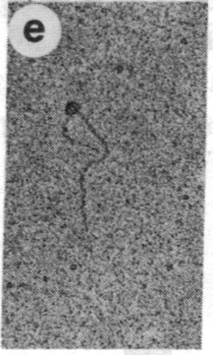 https://cdn.ncbi.nlm.nih.gov/pmc/blobs/e824/390449/fabdb4b6e70f/pnas00354-0124-d.jpg