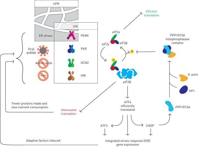 https://cdn.ncbi.nlm.nih.gov/pmc/blobs/e825/9489060/885171569883/ERR-0184-2020.01.jpg